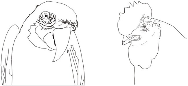 parrot and rooster outline