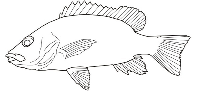 fish outline image