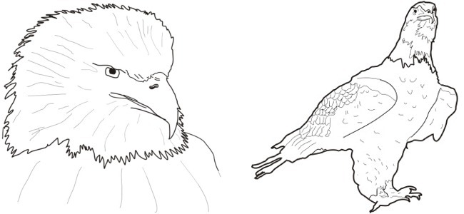 bald eagle outline