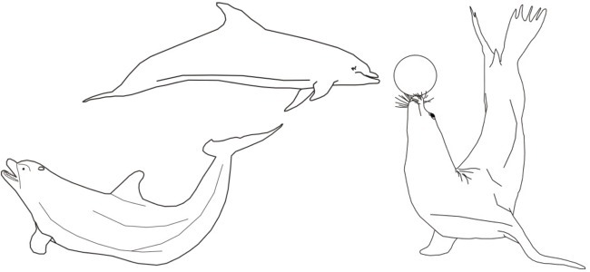 dolphin and sea lion outline