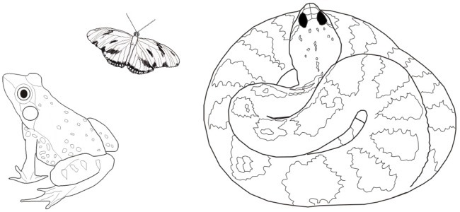 snake and frog outline image