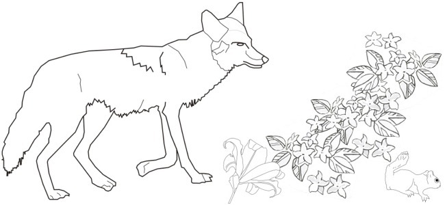 coyote outline