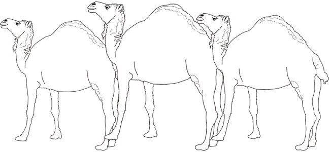 camels outline