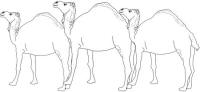 Camels 