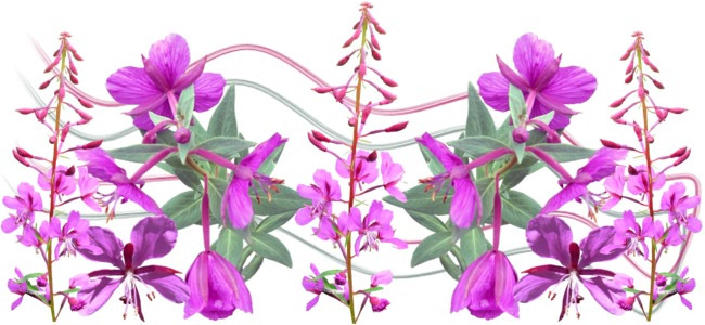purple flowers
