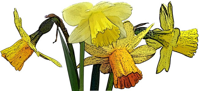 daffodils