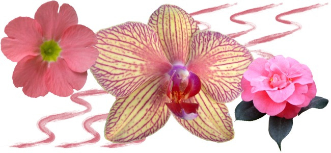 pink flowers