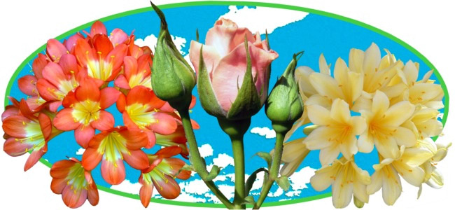 outdoors mixed flowers