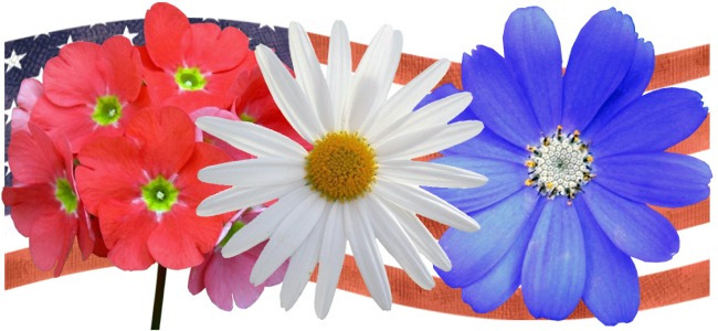 red, white, and blue flowers
