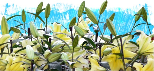 yellow flowers art