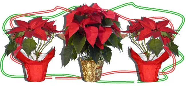 holiday plants image