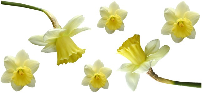 calendar image