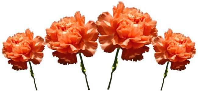 calendar image