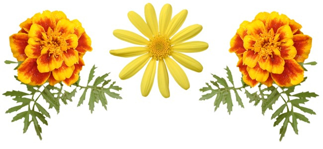 calendar image