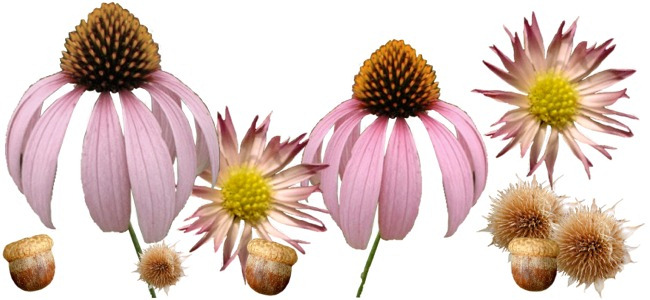calendar image