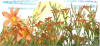 picture calendar preview flowers
