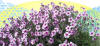 picture calendar preview flowers