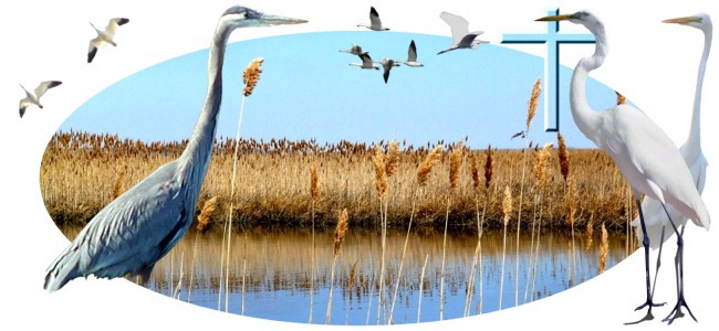 The Wetlands