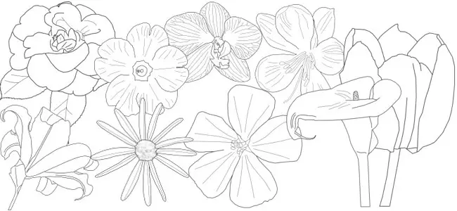 May flowers outline