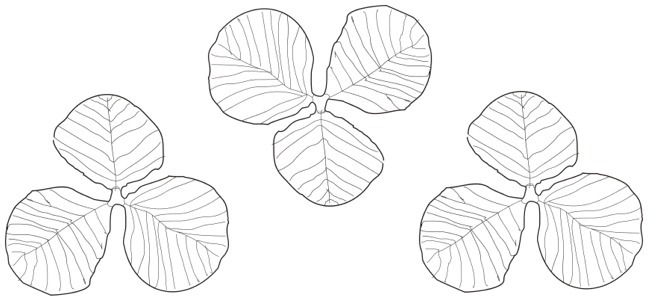 Calendar Image