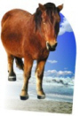 preview image all purpose card