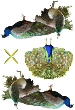 card image