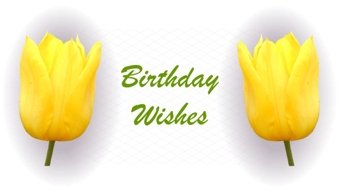 Birthday Tulips
