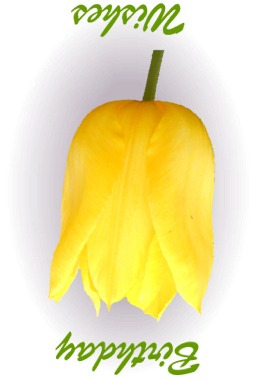 Tulip