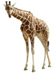 giraffe gift wrap