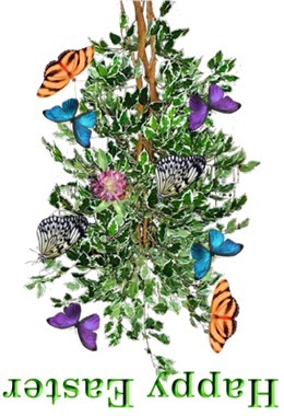 card image Butterflies