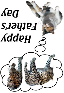 card image cats