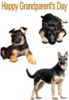 Preview image German Shepherd