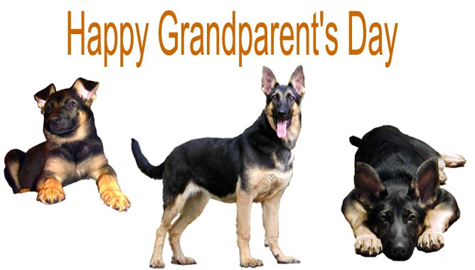 german shepherd half fold card image
