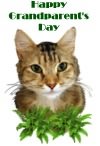 Preview image House Cat