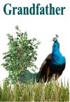 Preview image Peacock