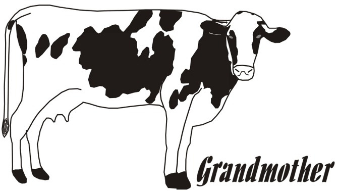 cow half fold card image