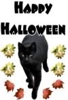 preview image Black Cat