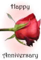Anniversary Card red rose