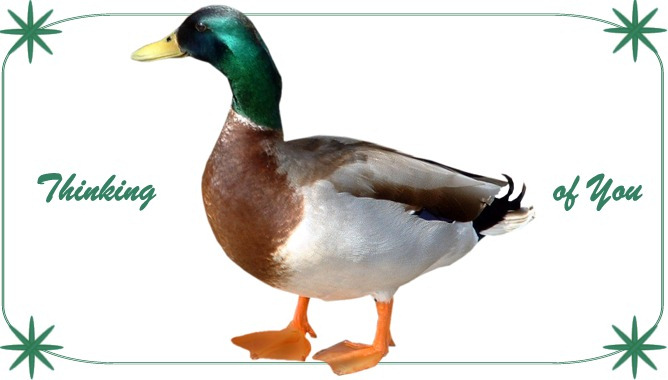 Mallard Duck, Thinking of You Card