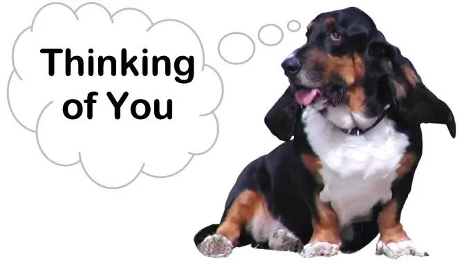Bassett Hound Thinking of You Picture