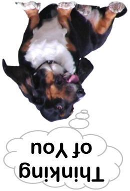 Bassett Hound Thinking of You