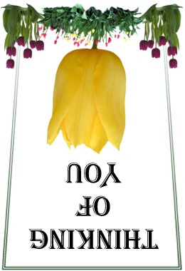 Yellow Tulip