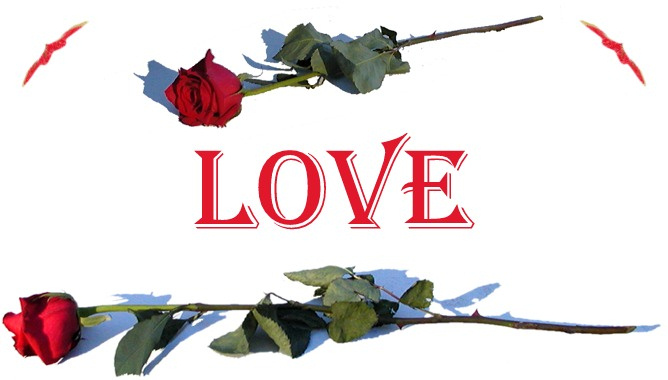 Lovers Roses