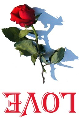 Lovers Rose