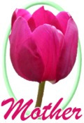 Mother pink tulip