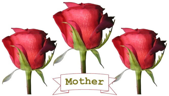 Mother red roses