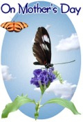On Mothers Day butterflies