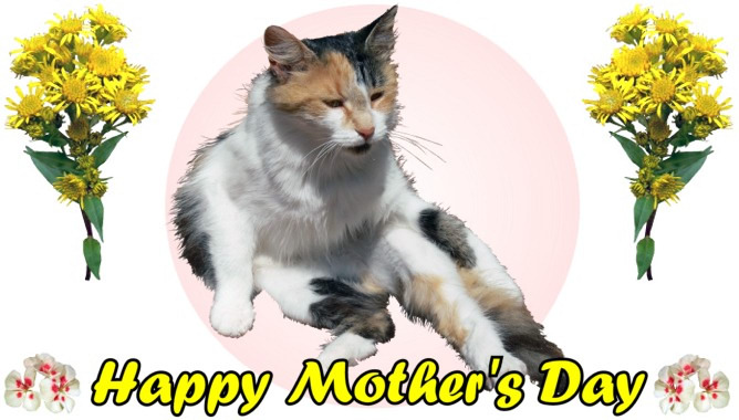Happy Mothers Day cat