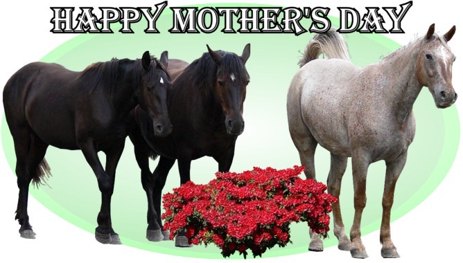 Happy Mothers Day horses
