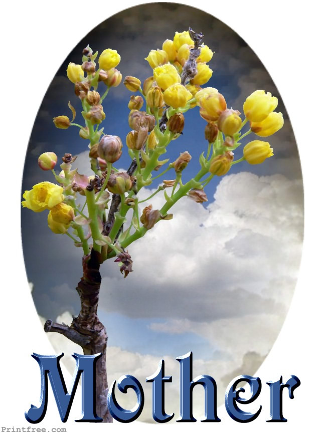 Mother yellow buds dramatic sky decoration